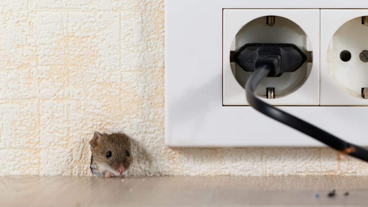 7 endroits où les souris aiment se cacher et à quoi faire attention image-12962