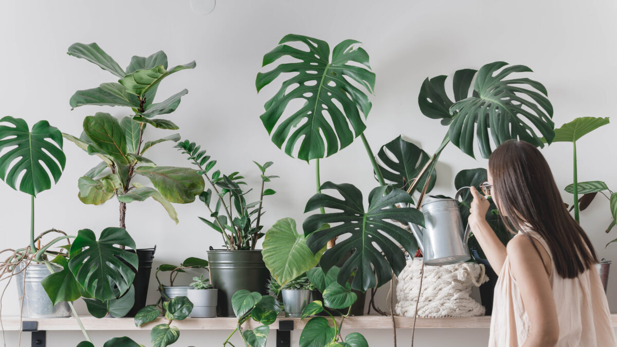 Ce piratage de plantes approuvé par la NASA refroidit votre maison gratuitement – voici comment image-29373