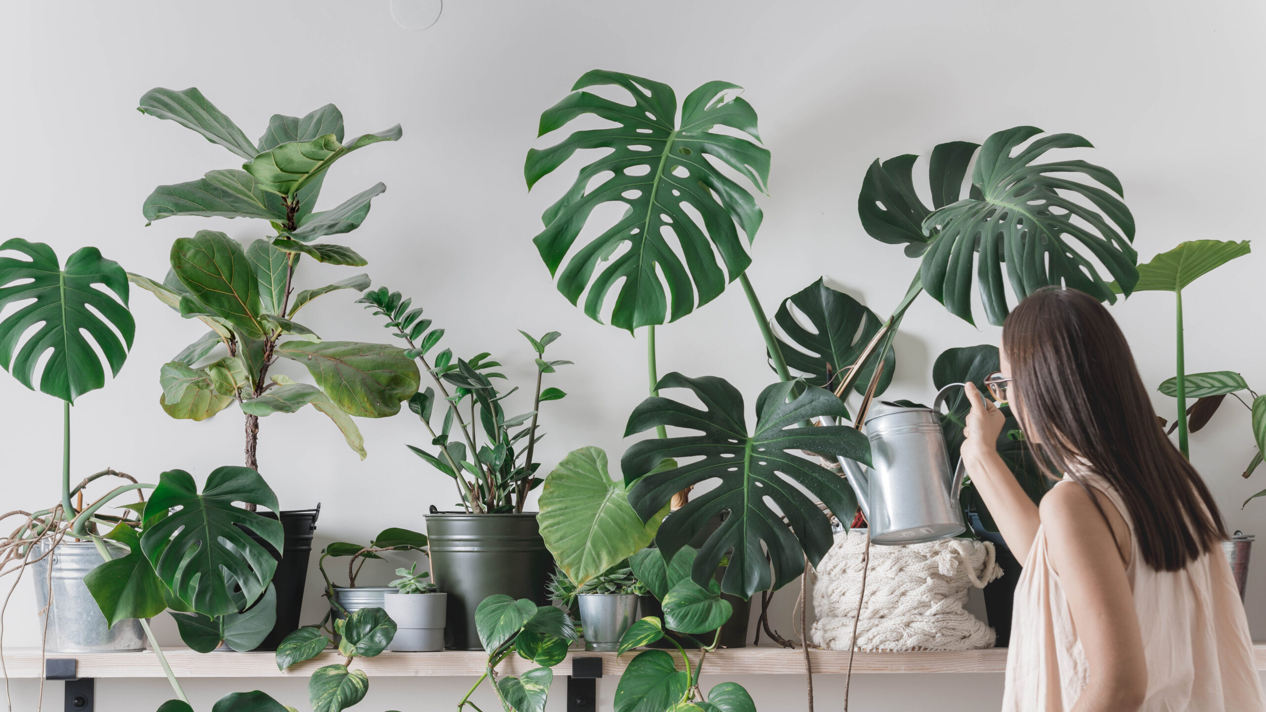 Ce piratage de plantes approuvé par la NASA refroidit votre maison gratuitement – voici comment image-29373