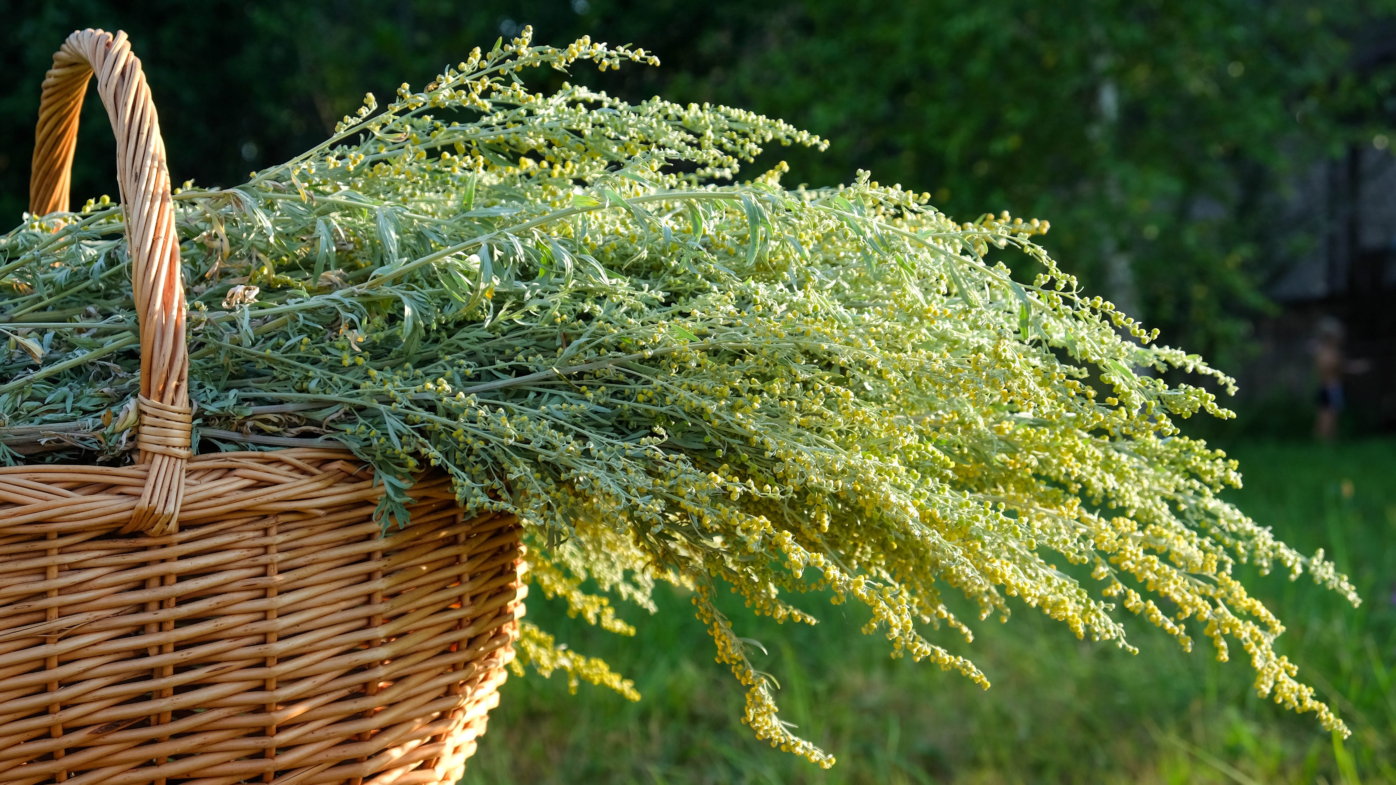 Wormwood dans un panier en rotin