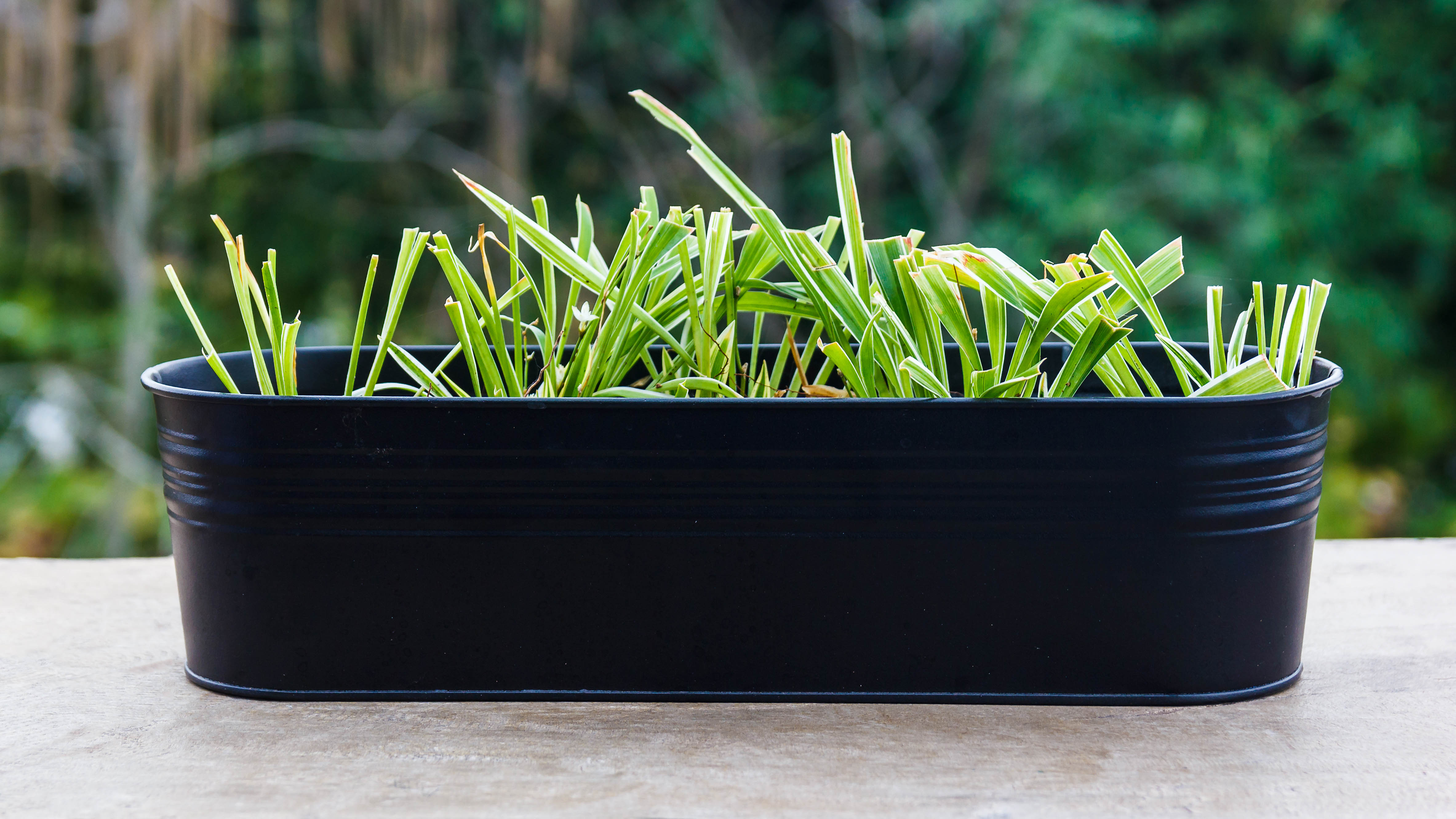 Citronnelle dans un conteneur à l'intérieur