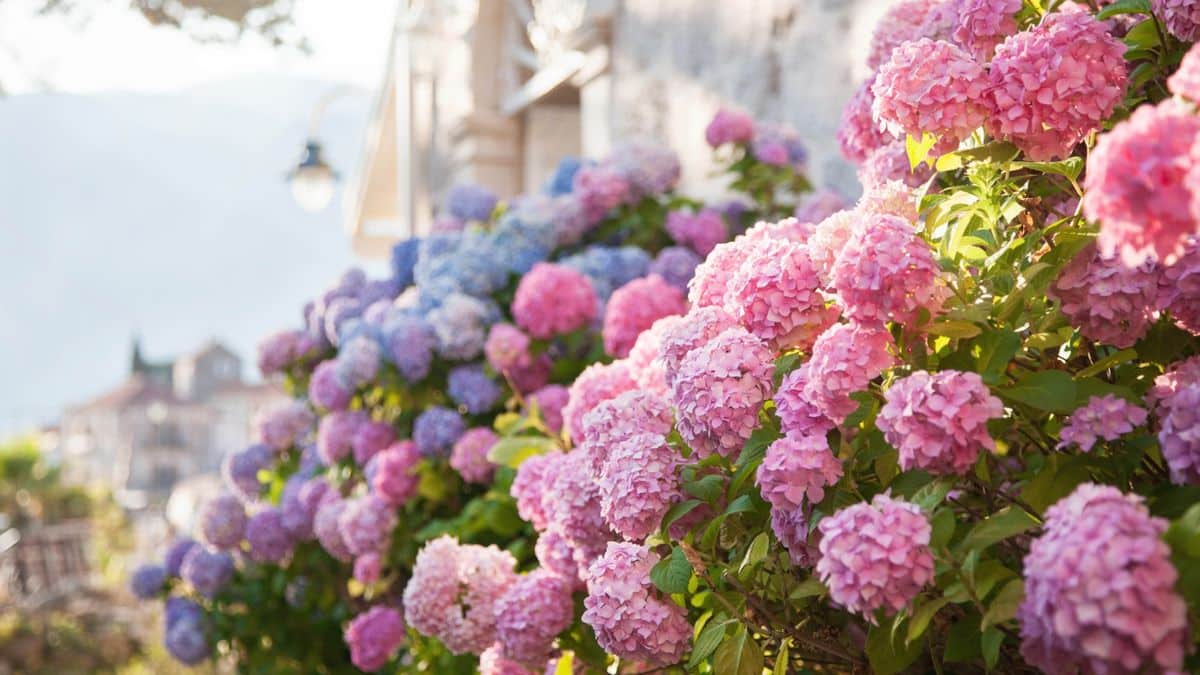 Comment changer la couleur des hortensias image-18855