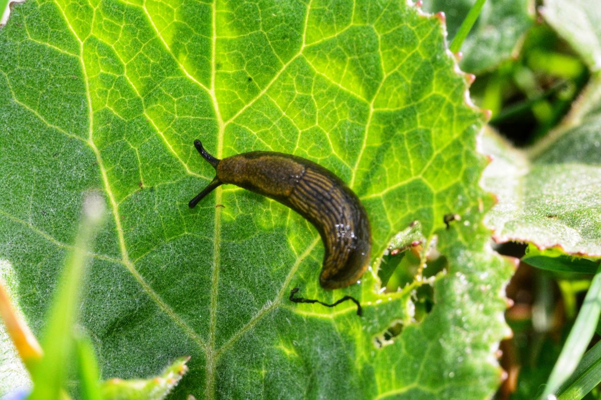 Cette astuce naturelle chasse les limaces de votre potager pour de bon image-18997