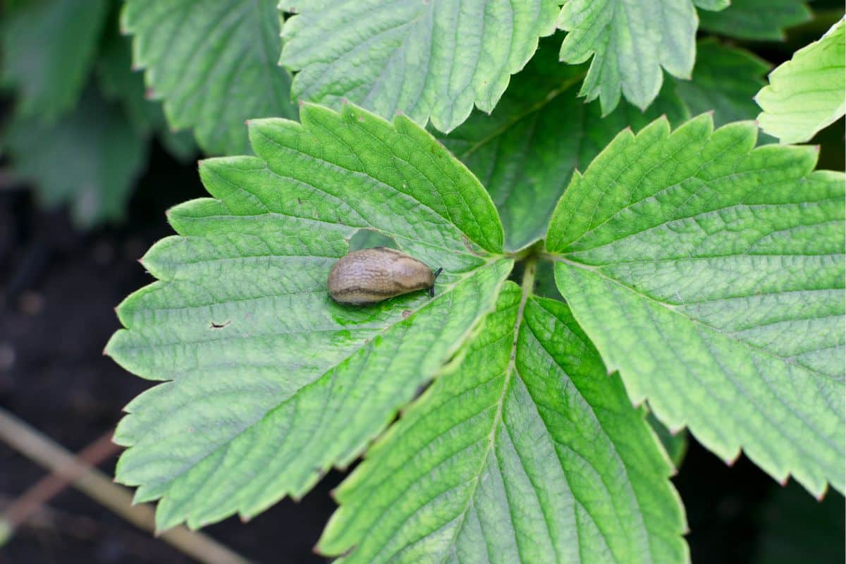 Ces 5 astuces de grand-mère permettent de repousser les limaces du jardin très facilement image-18851