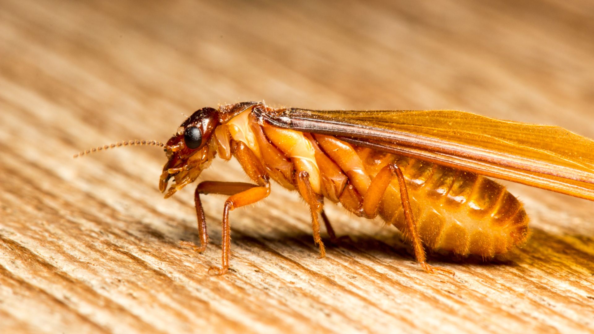 Une photo en gros plan de termites