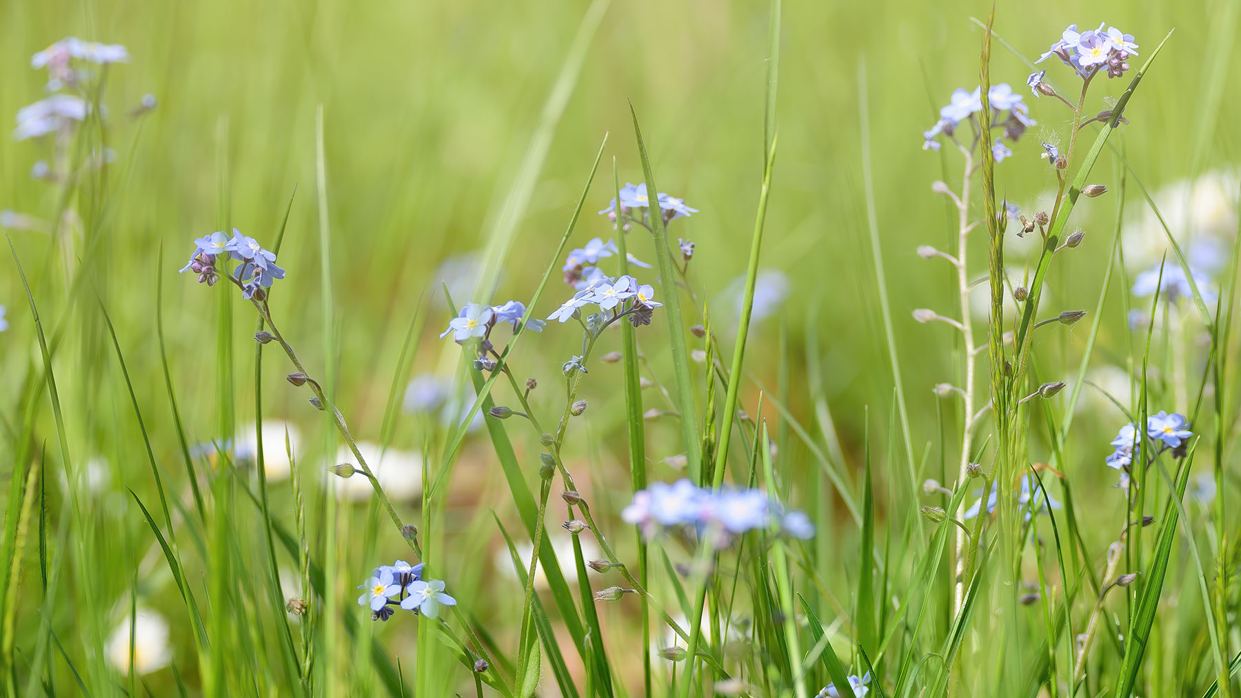 Herbes hautes avec fleurs sauvages
