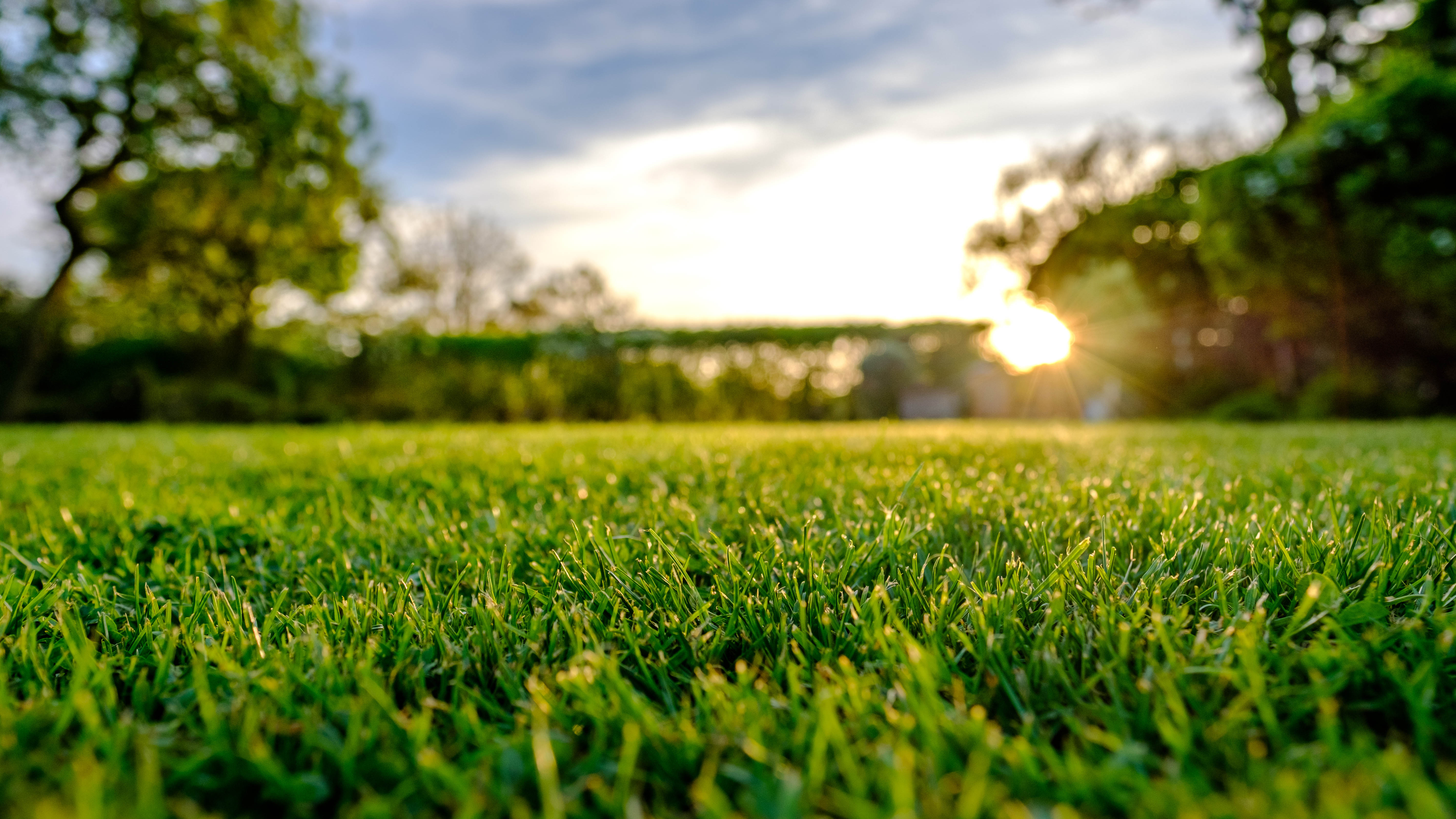 Lames d'herbe