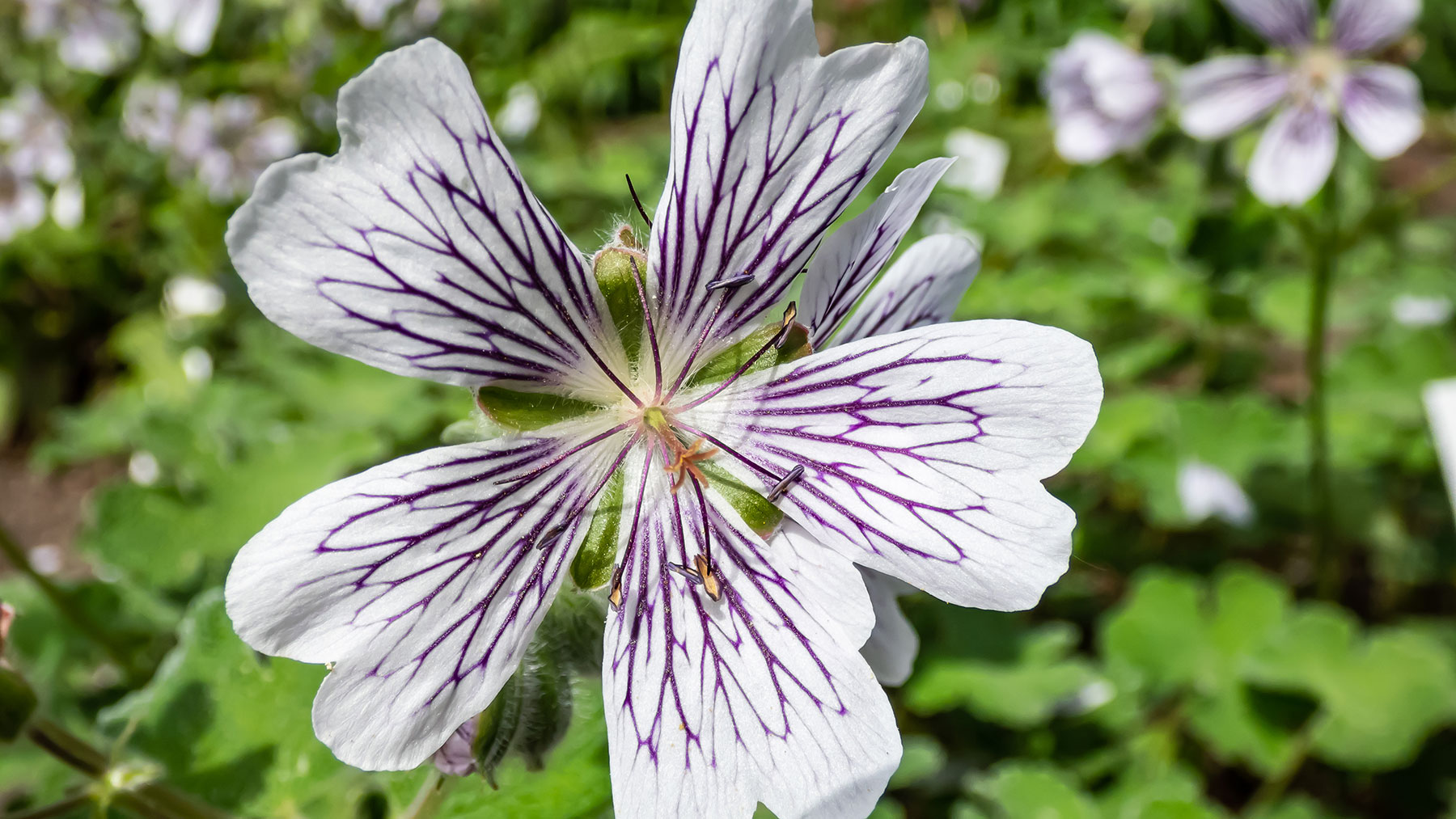 Geranium Renardii