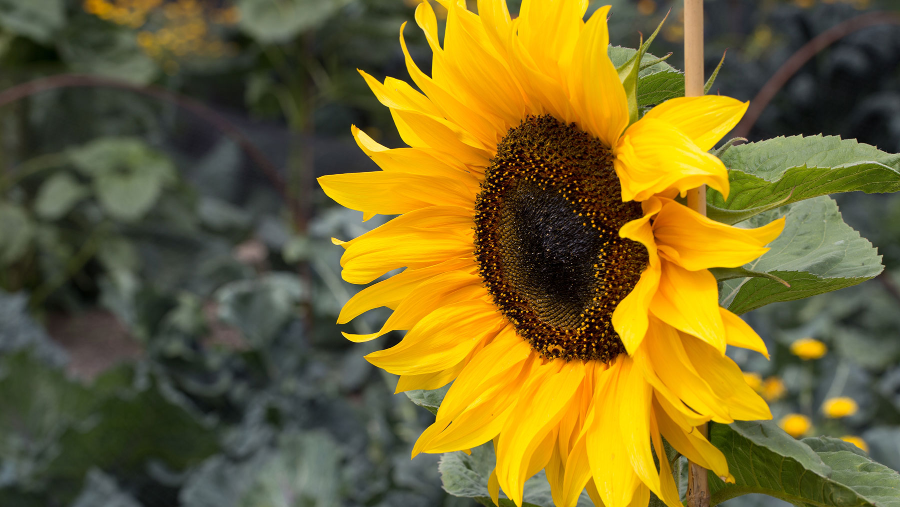 Tournesol soutenu avec un pieu