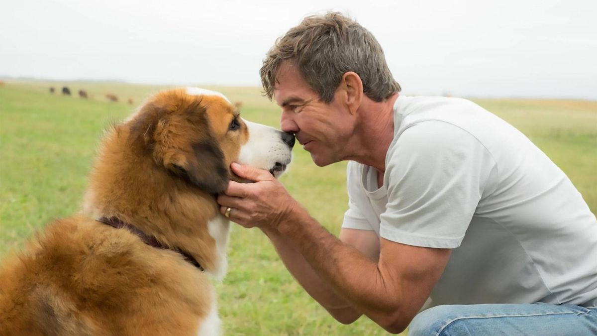Les 5 meilleurs films sur les chiens que vous pouvez désormais diffuser sur Netflix, Max et plus image-20124