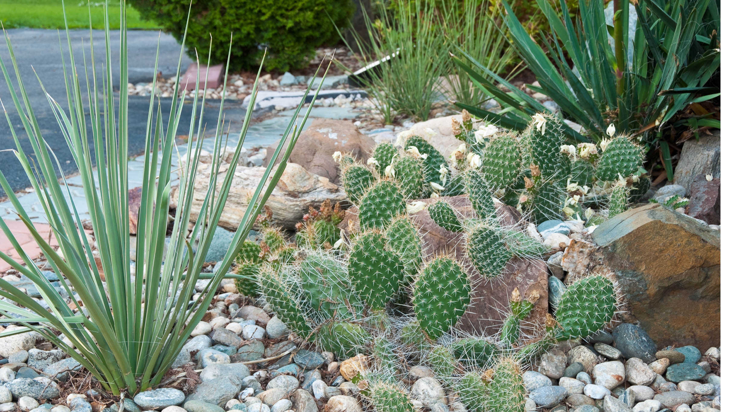 Plantes de cactus