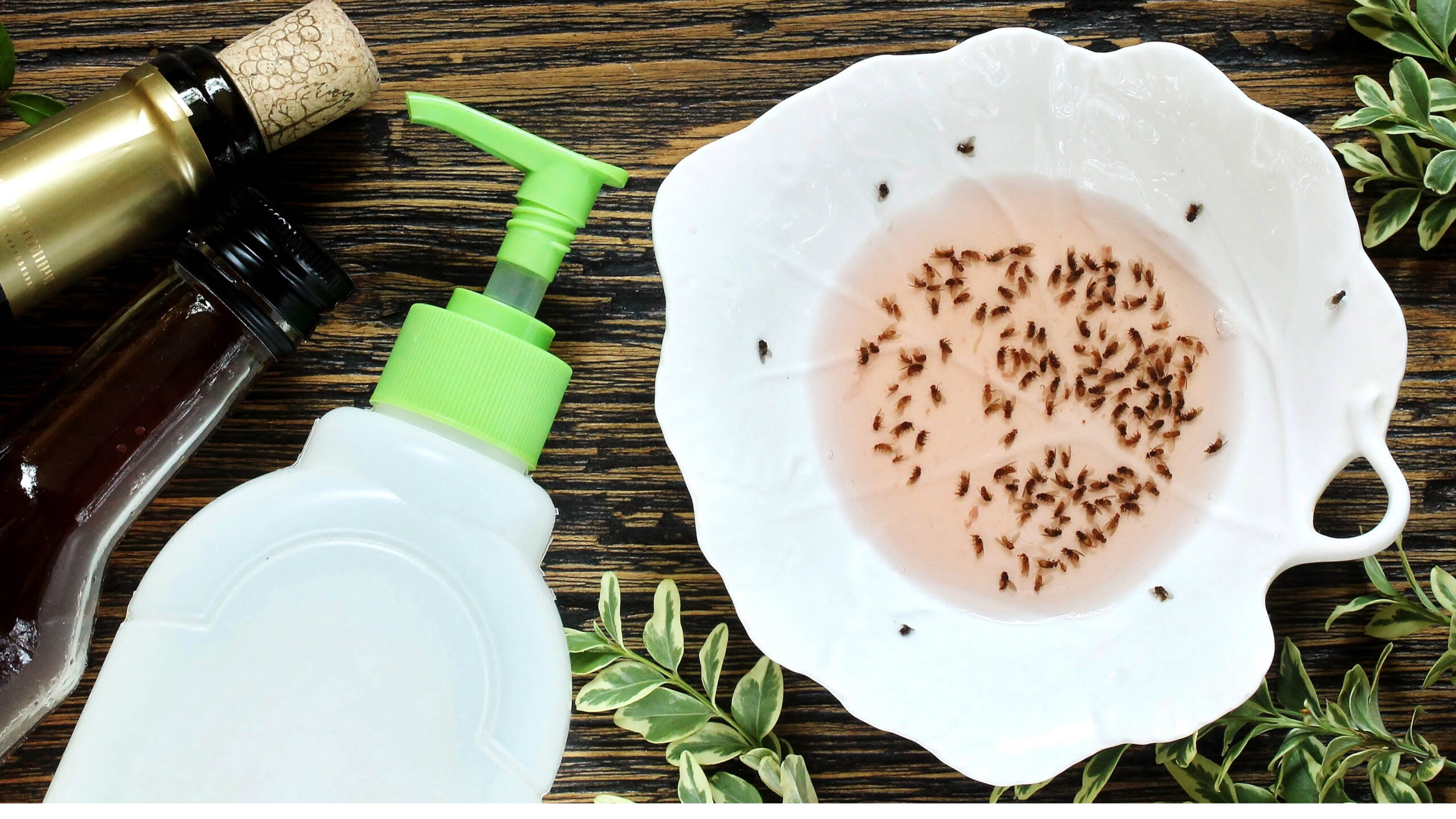 Les moucherons de champignons éviteront vos plantes d'intérieur si vous faites ce piège à 3 ingrédients approuvé par des experts image-31325