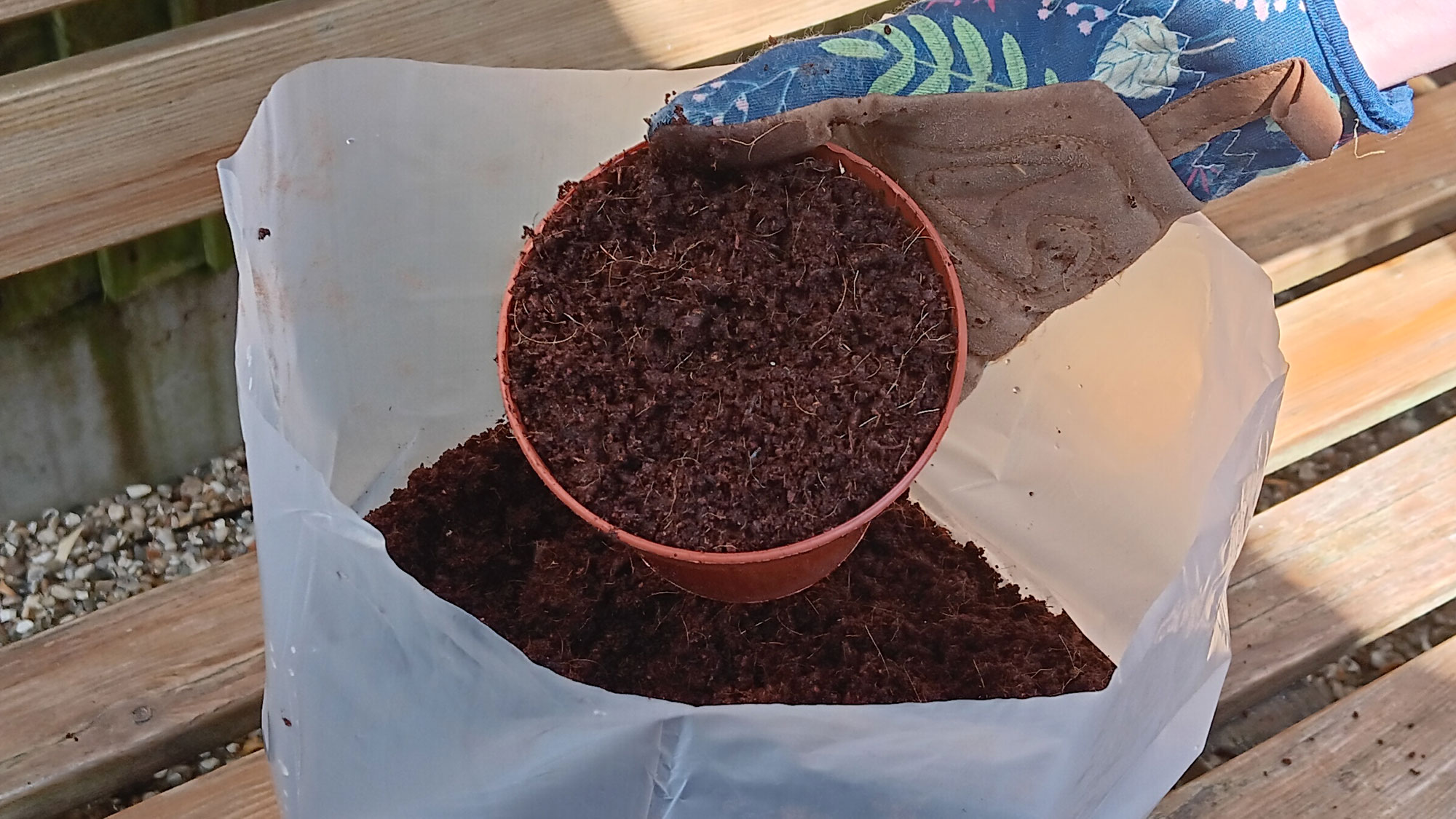 Remplissage de pot avec compost de coco