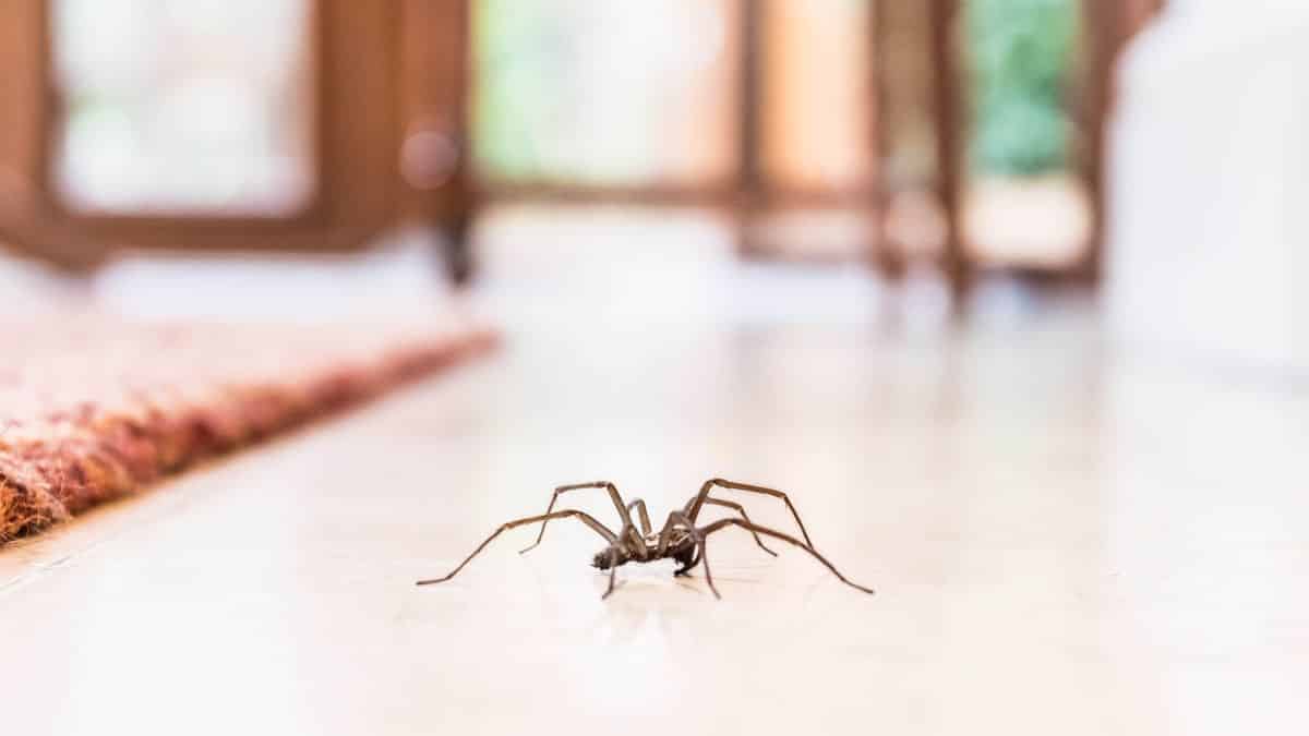 3 raisons pour lesquelles vous avez toujours des araignées dans votre maison, selon les experts en lutte antiparasitaire image-24926