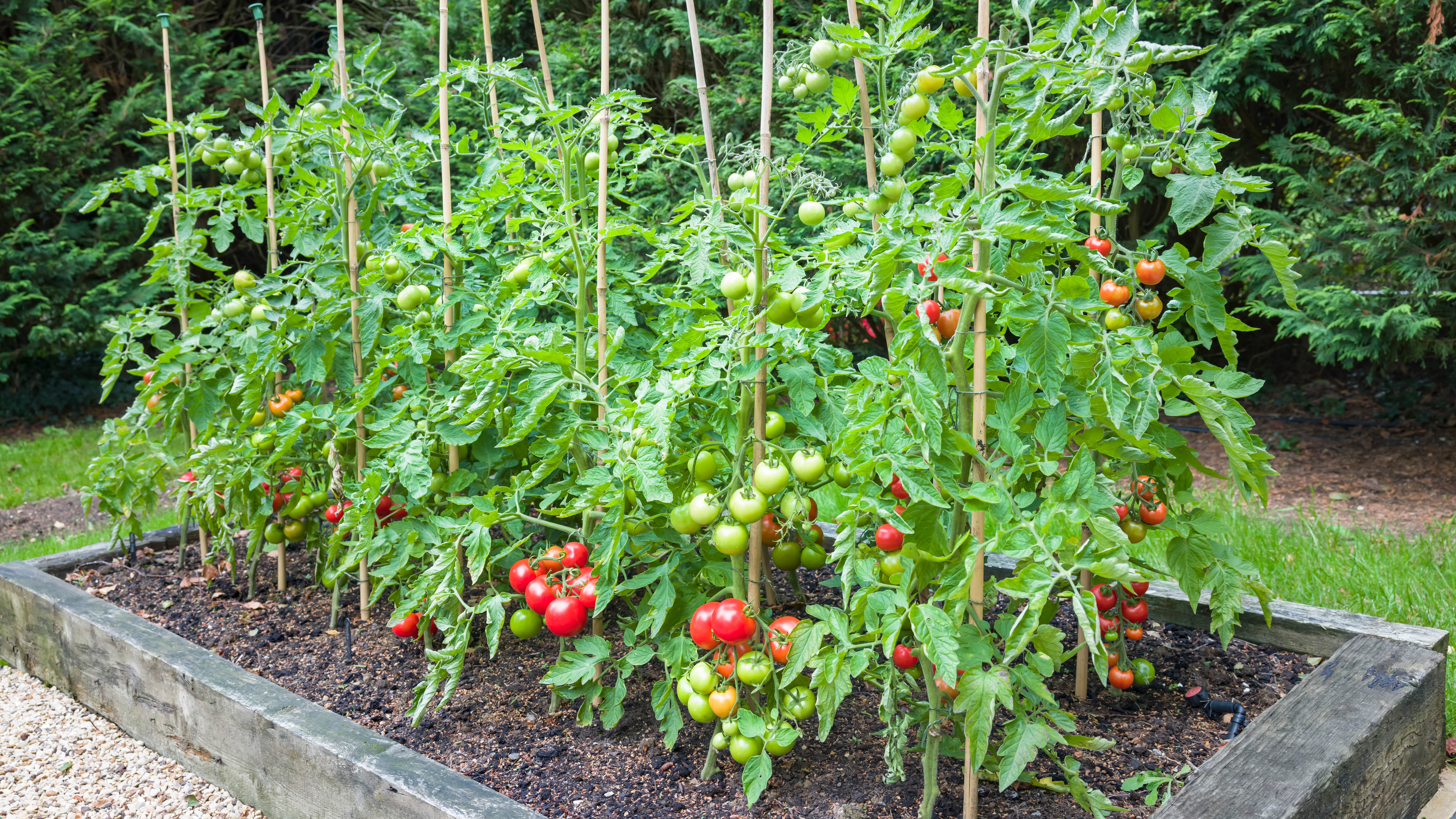 Un lit de plants de tomates soutenu par des tuteurs