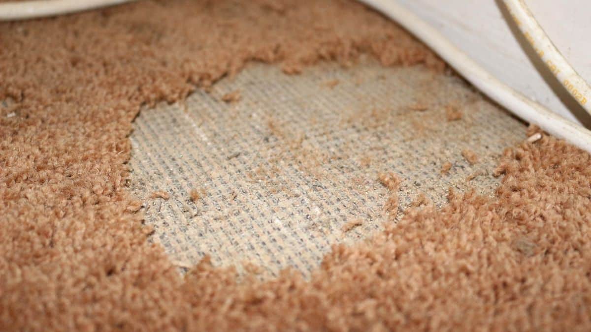 Comment se débarrasser des mites de tapis : 5 méthodes simples et approuvées par des experts image-24940