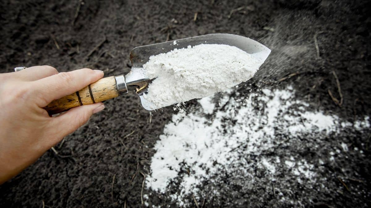 7 façons d'ajouter du calcium à votre sol pour des plantes plus saines image-25070