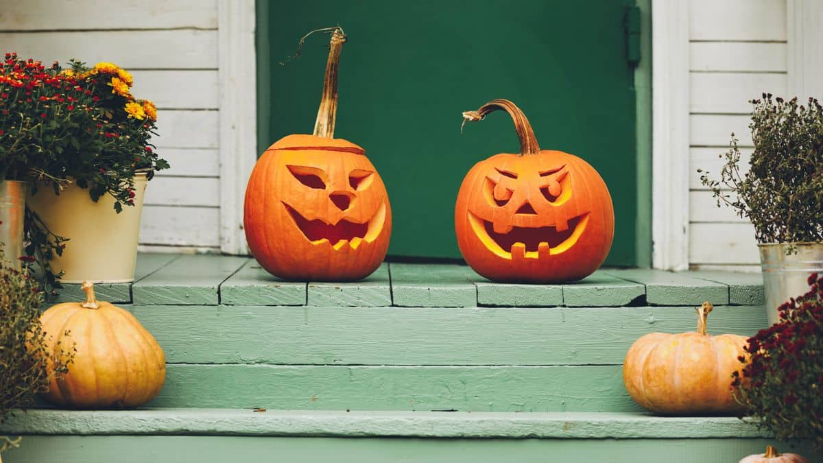 3 nuisibles que vos citrouilles d'Halloween peuvent attirer chez vous image-26171