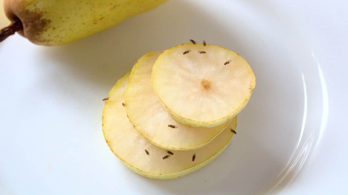 Comment se débarrasser rapidement des mouches des fruits image-26193