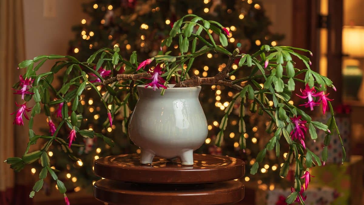 5 conseils pour que votre cactus de Noël continue de fleurir année après année image-26766