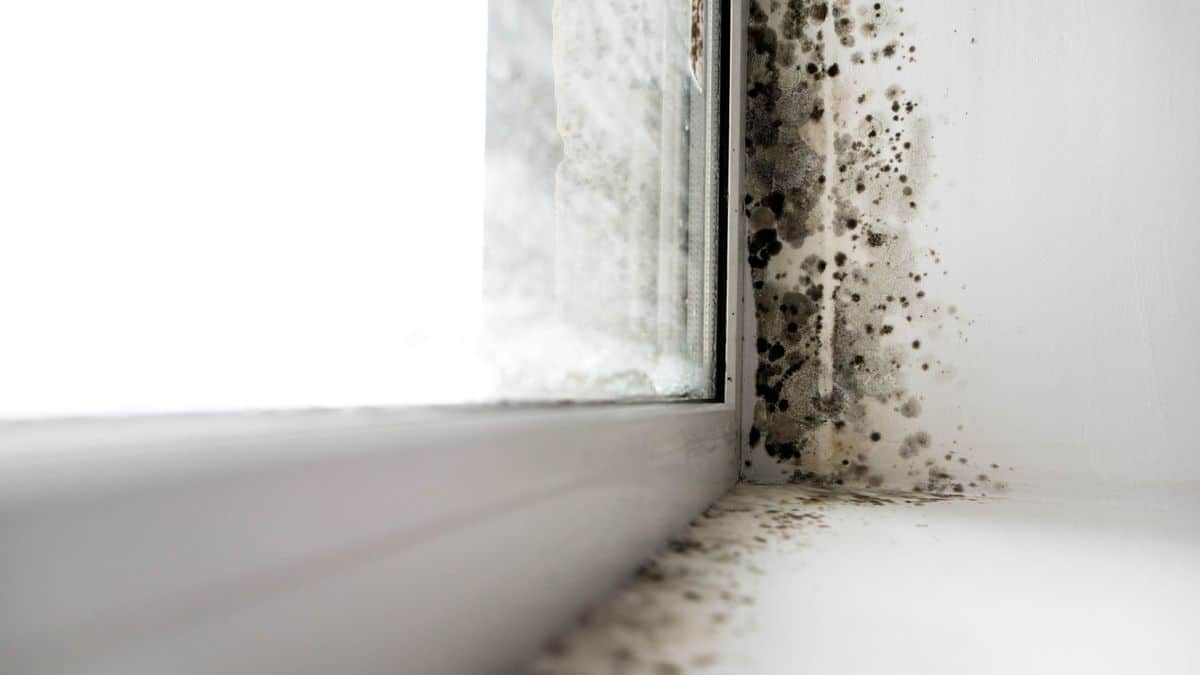 7 façons dont vous pourriez encourager la moisissure dans votre maison cette saison image-26940