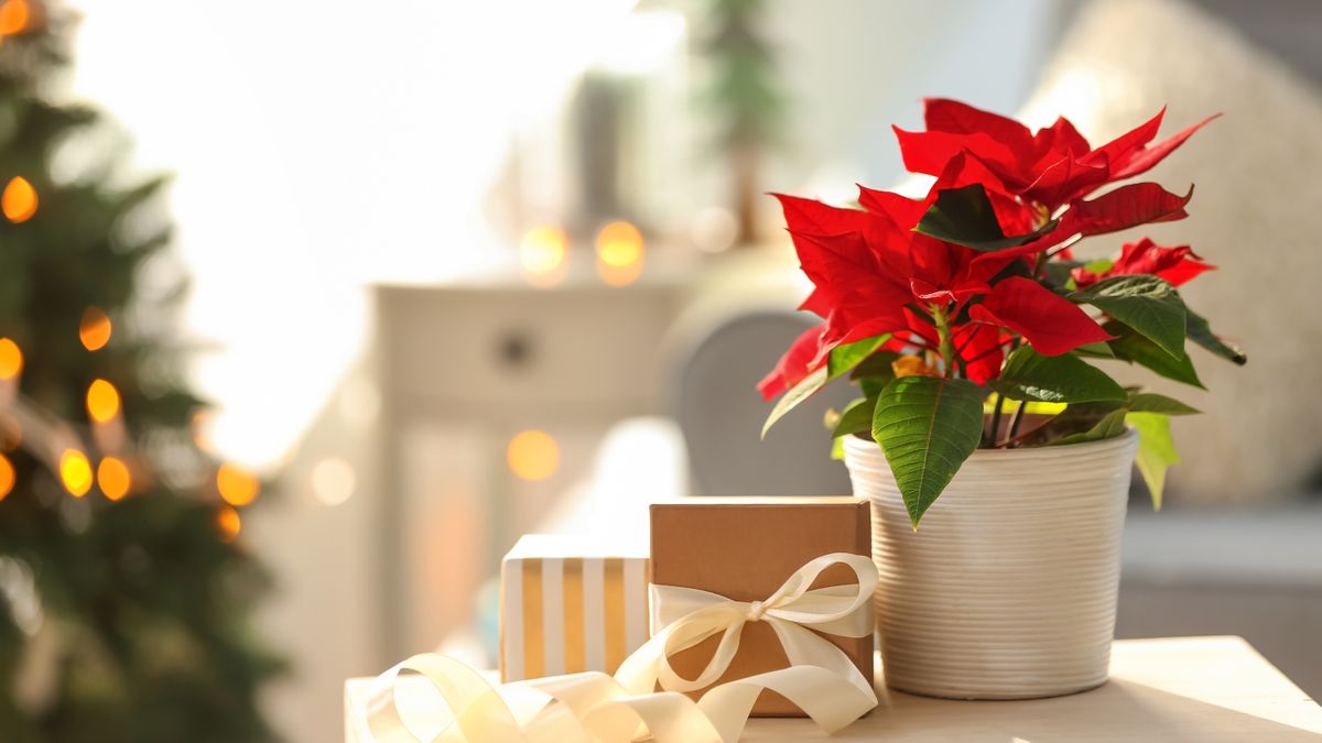 Que faire avec un poinsettia après Noël image-27296