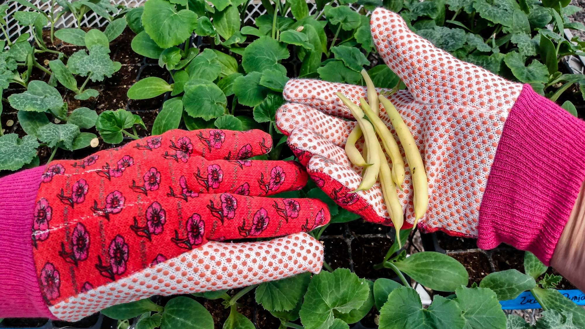 Meilleurs gants de jardinage :