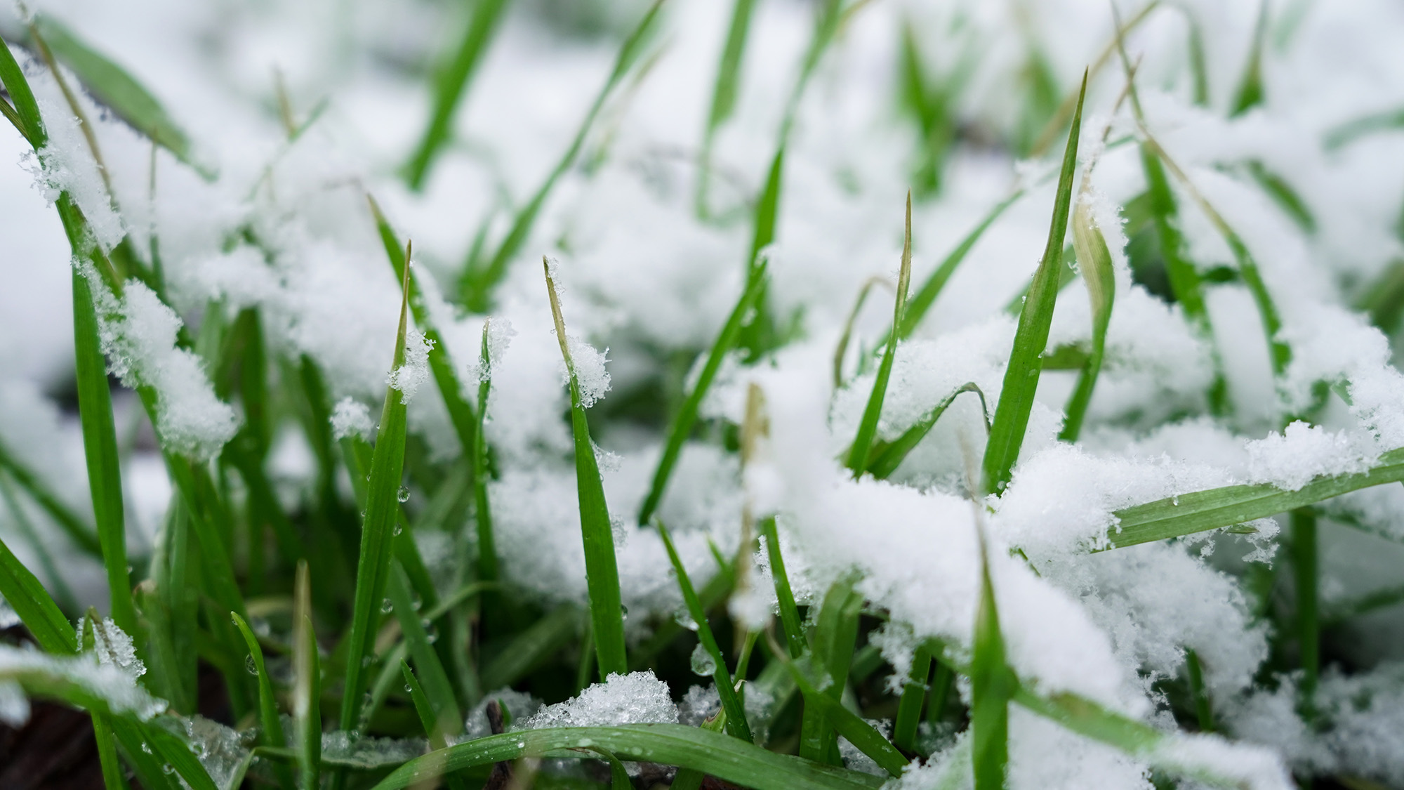 Neige sur les brins d'herbe