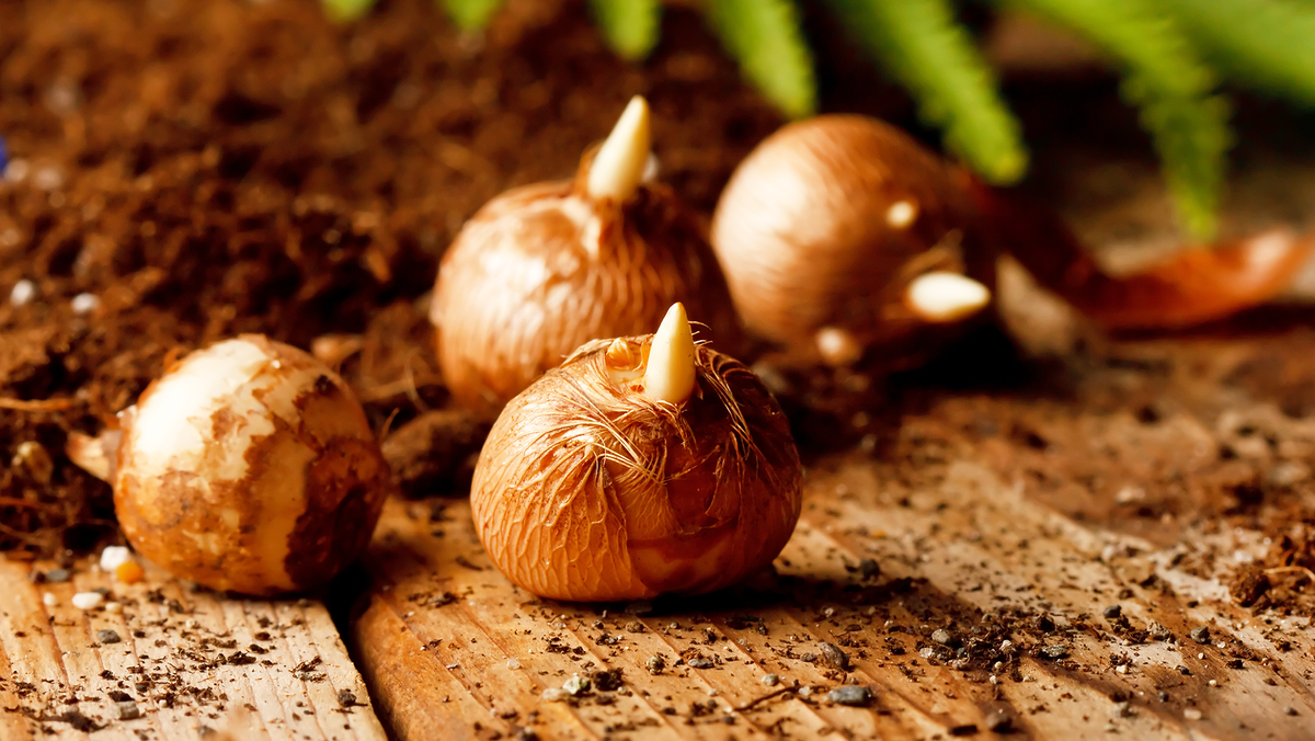 7 ampoules à planter en mars pour les meilleures fleurs d'été image-28506