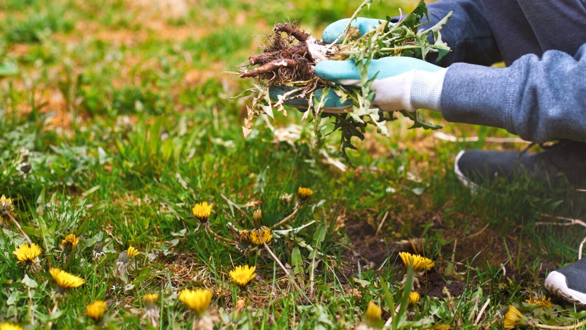 7 conseils pour bannir les mauvaises herbes de votre pelouse qui ne nuirai pas à l'herbe image-29057