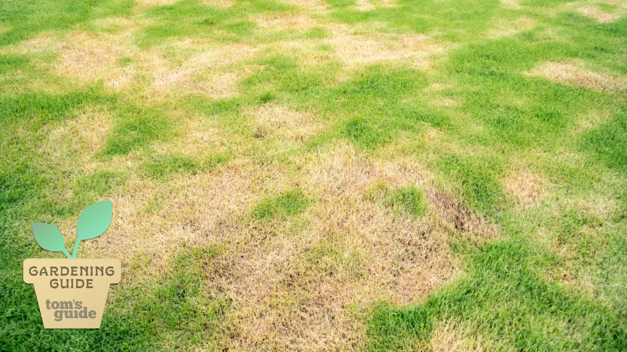 5 conseils faciles pour réparer les patchs nus sur votre pelouse ce printemps image-29234