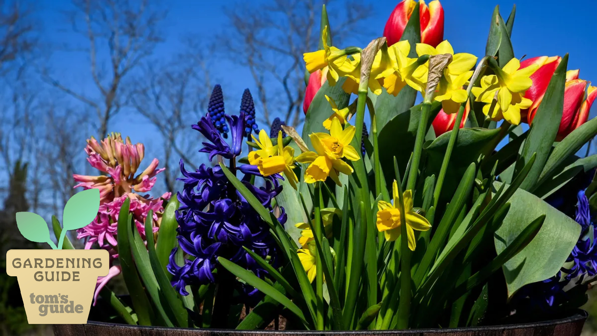 7 façons de prendre soin de vos ampoules de printemps après avoir fleuri image-29264