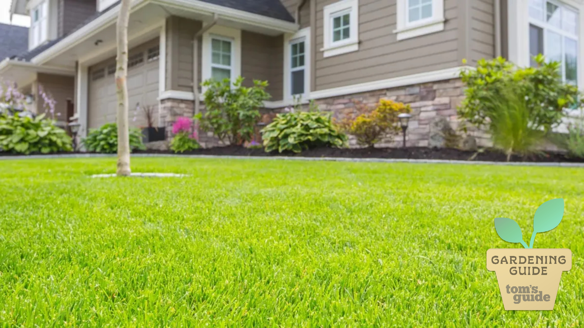 5 erreurs de soins de la jardin commun qui tuent votre cour image-29273