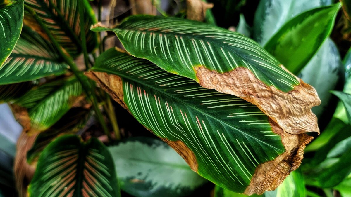 Vous pouvez économiser des plantes endommagées par la chaleur avec du sucre de coco – voici comment image-30662