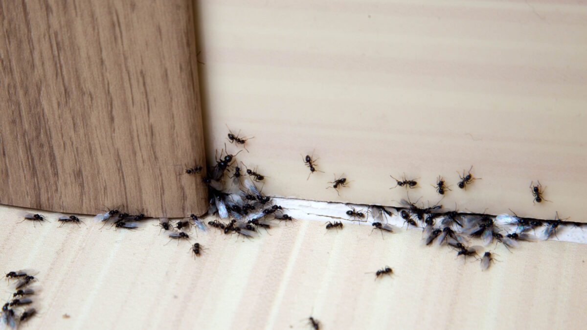 Ce hack bon marché empêchera les fourmis d'invaser votre maison image-29500
