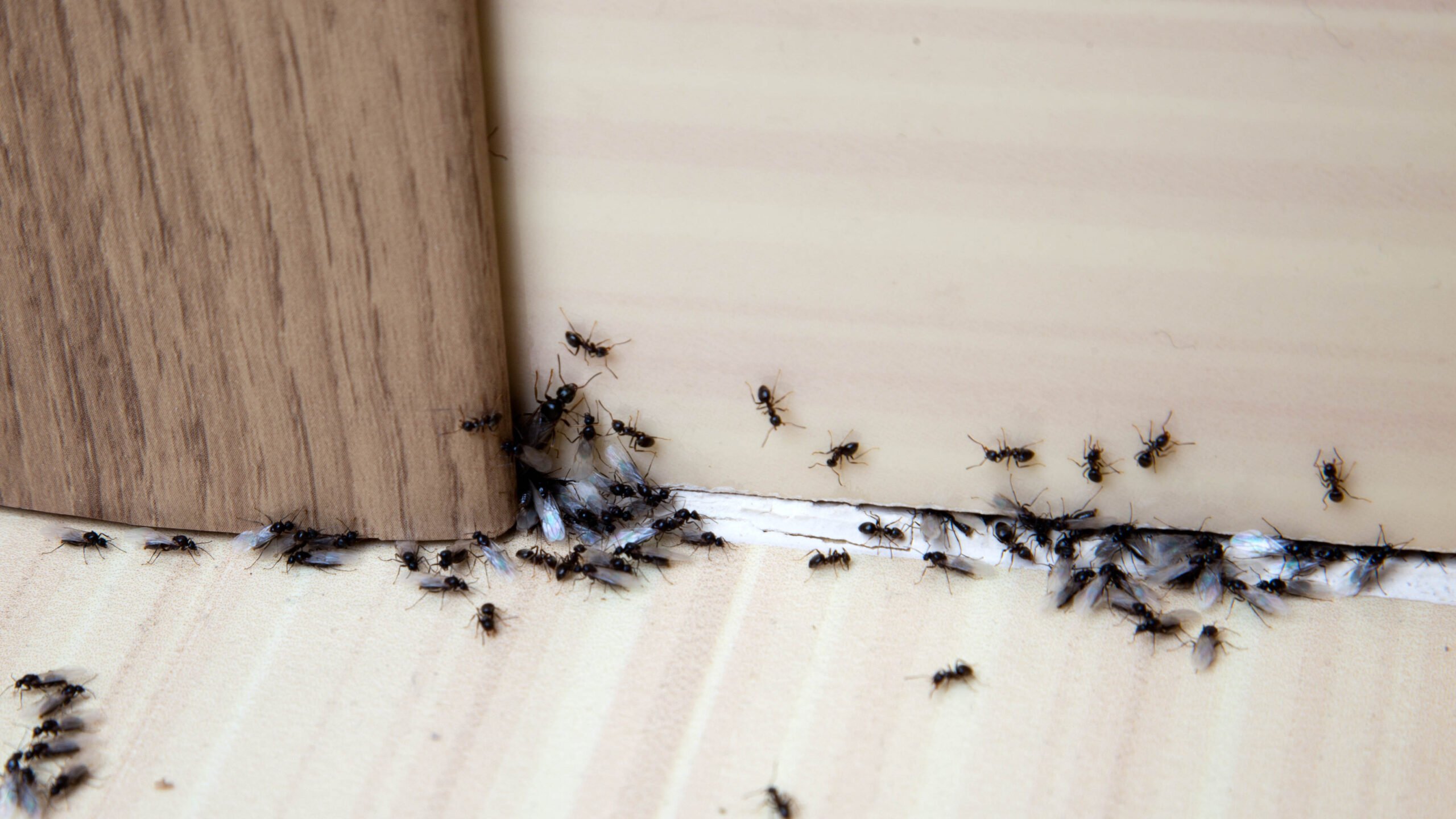 Ce hack bon marché empêchera les fourmis d'invaser votre maison image-29500