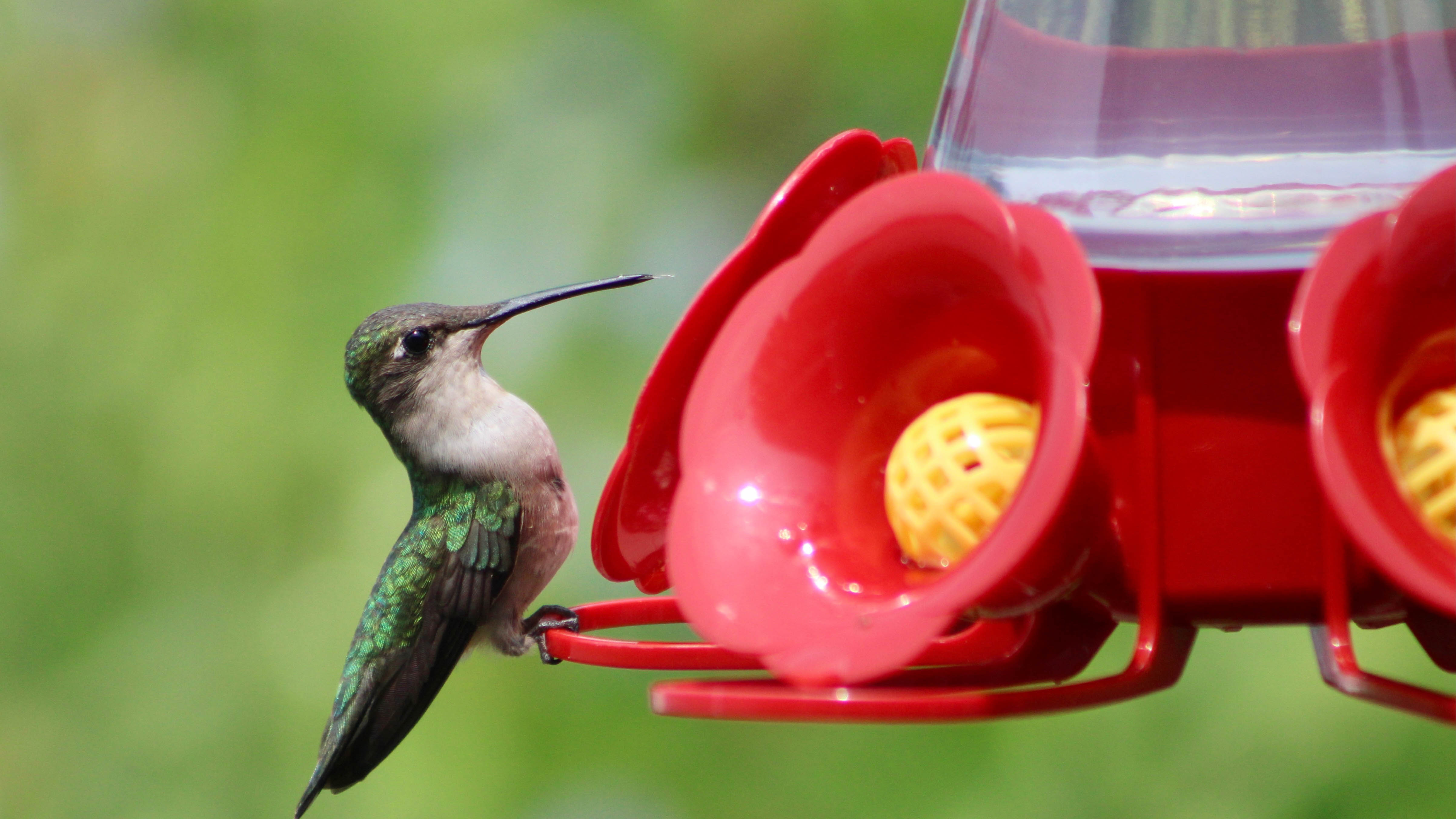 Eau potable des colibris