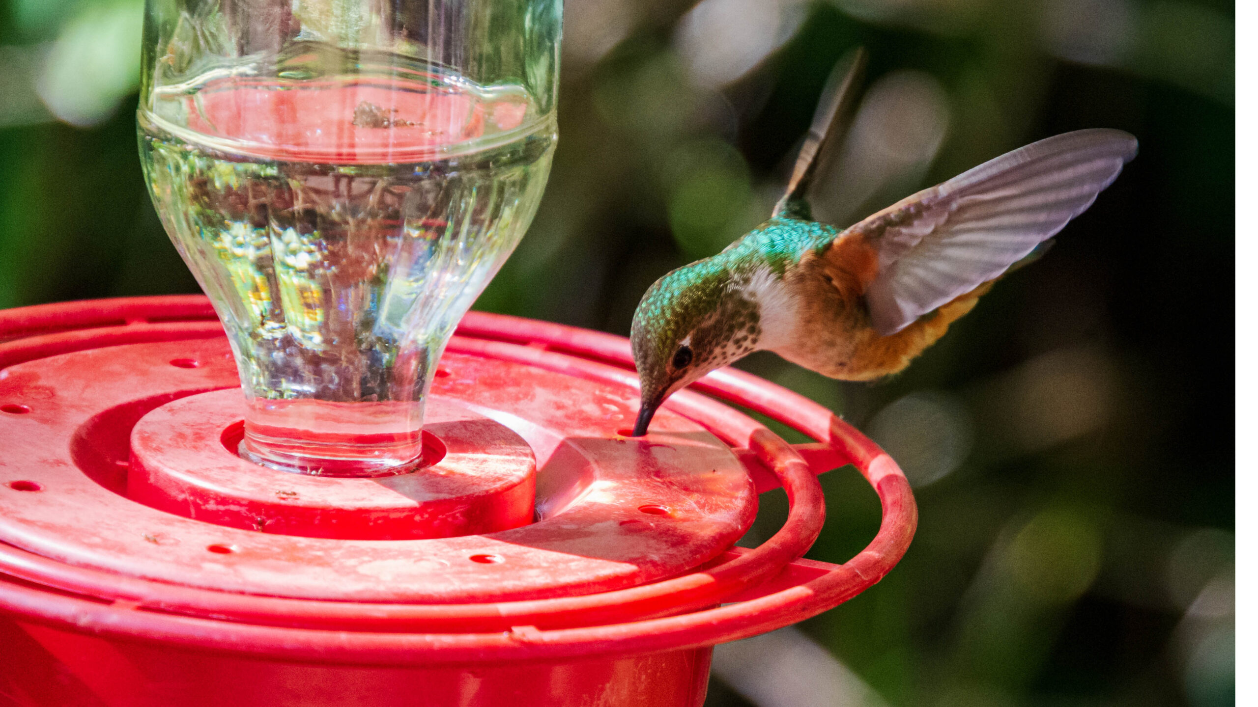 7 façons faciles de garder les oiseaux au frais cet été – vos visiteurs de l'arrière-cour vous remercieront image-30311
