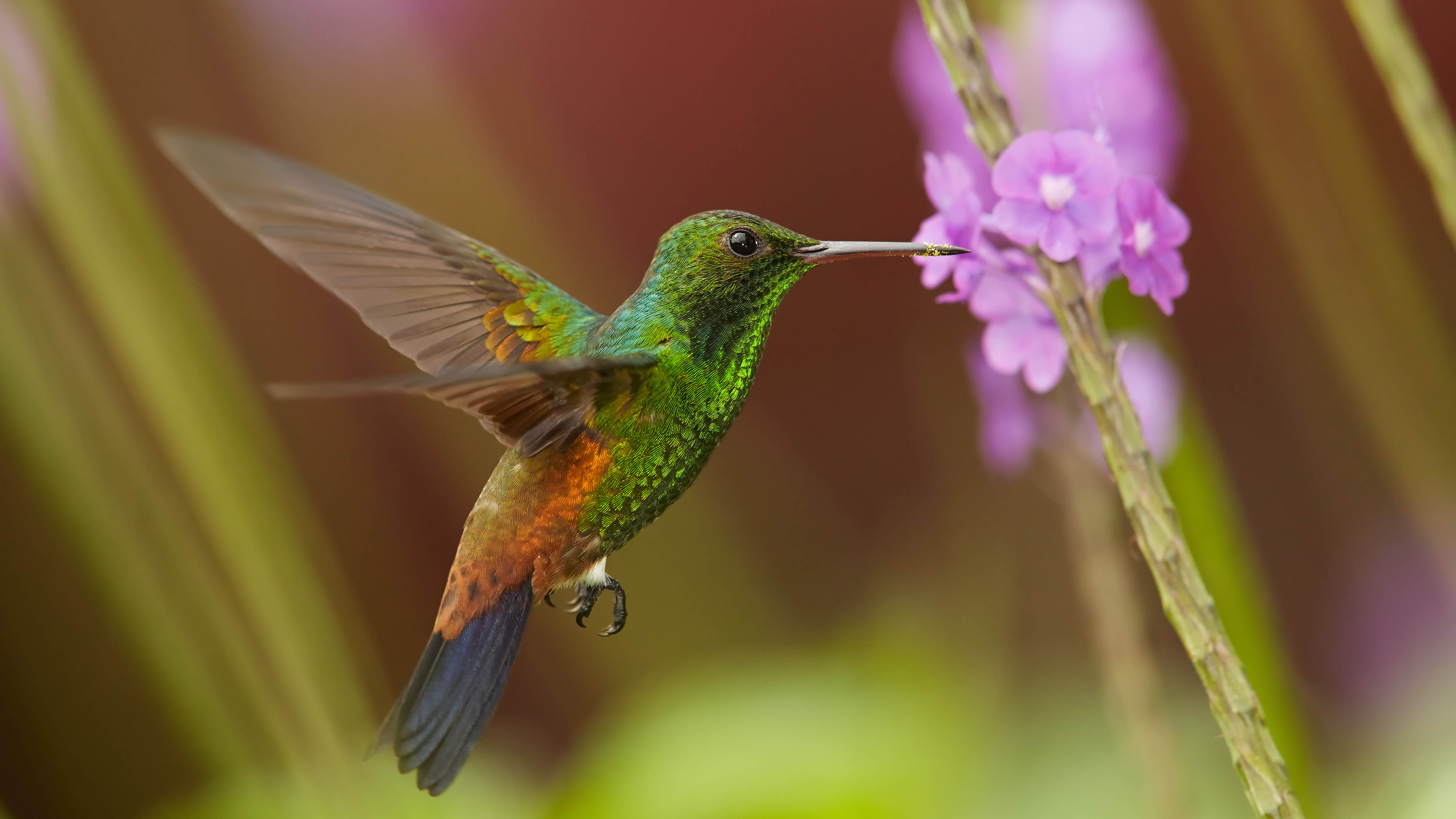 Colibri et fleur lilas