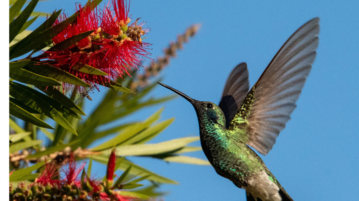 Vous voulez plus de colibris? 7 conseils pour les attirer dans votre cour image-29551