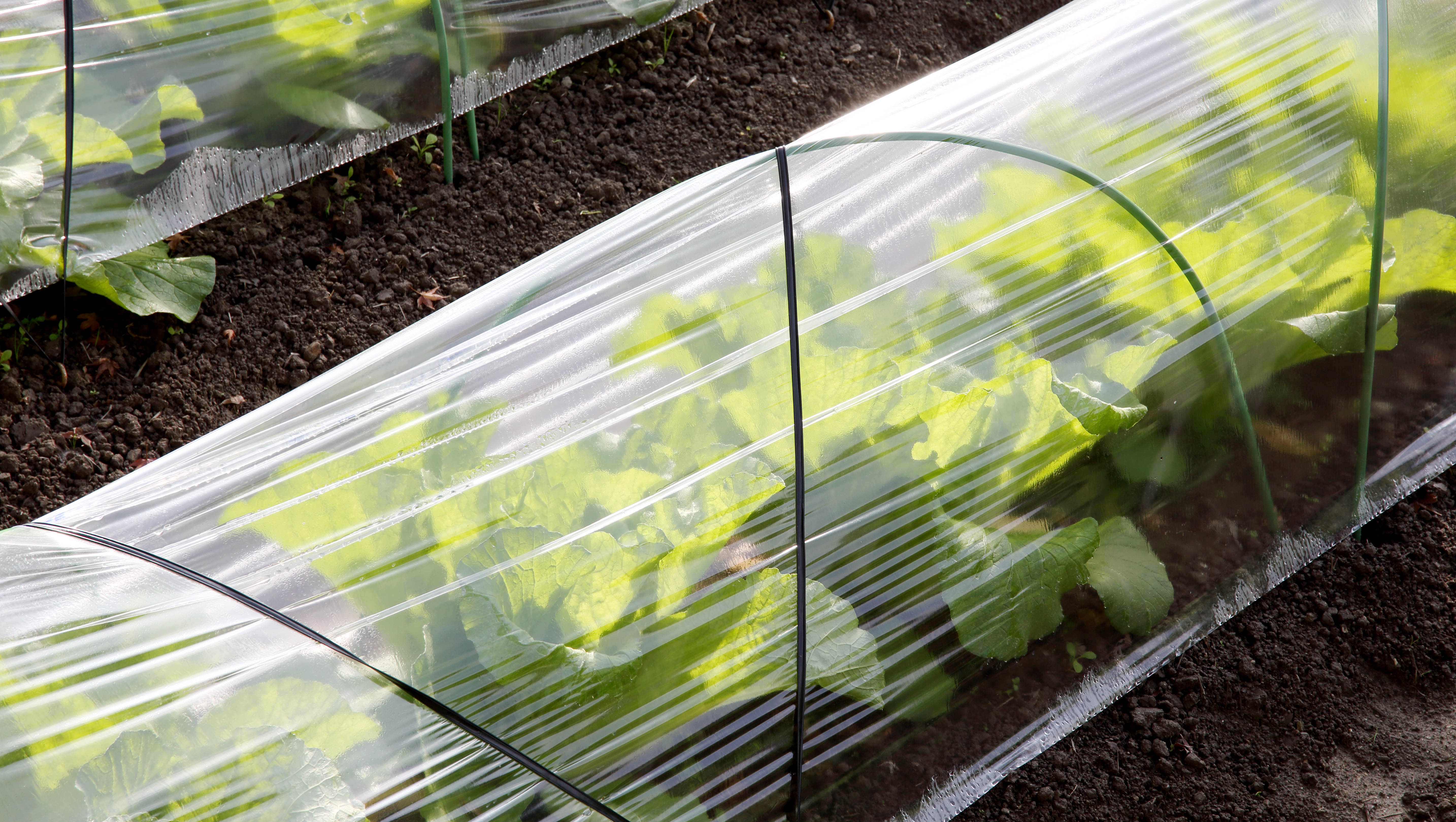 Couvre-lignes sur les plantes