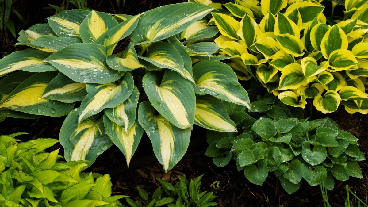 7 conseils pour turbuler vos plantes en mode hyperprowth image-29570
