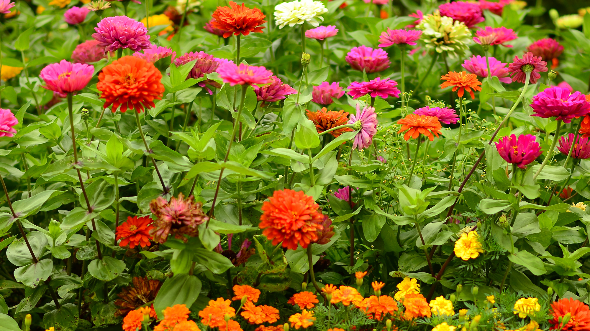 Marigolds et zinnias