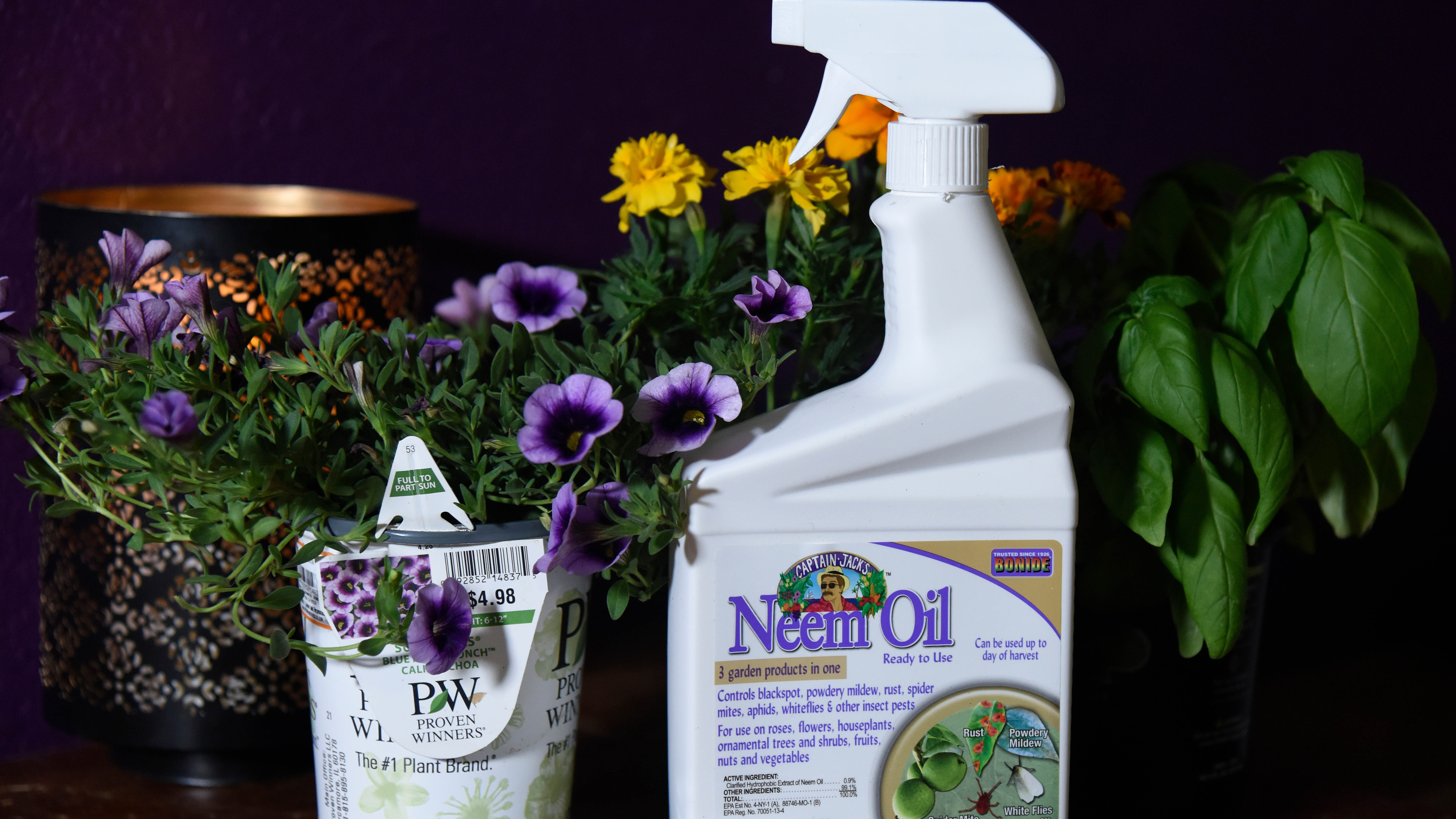 Budage à l'huile de neem