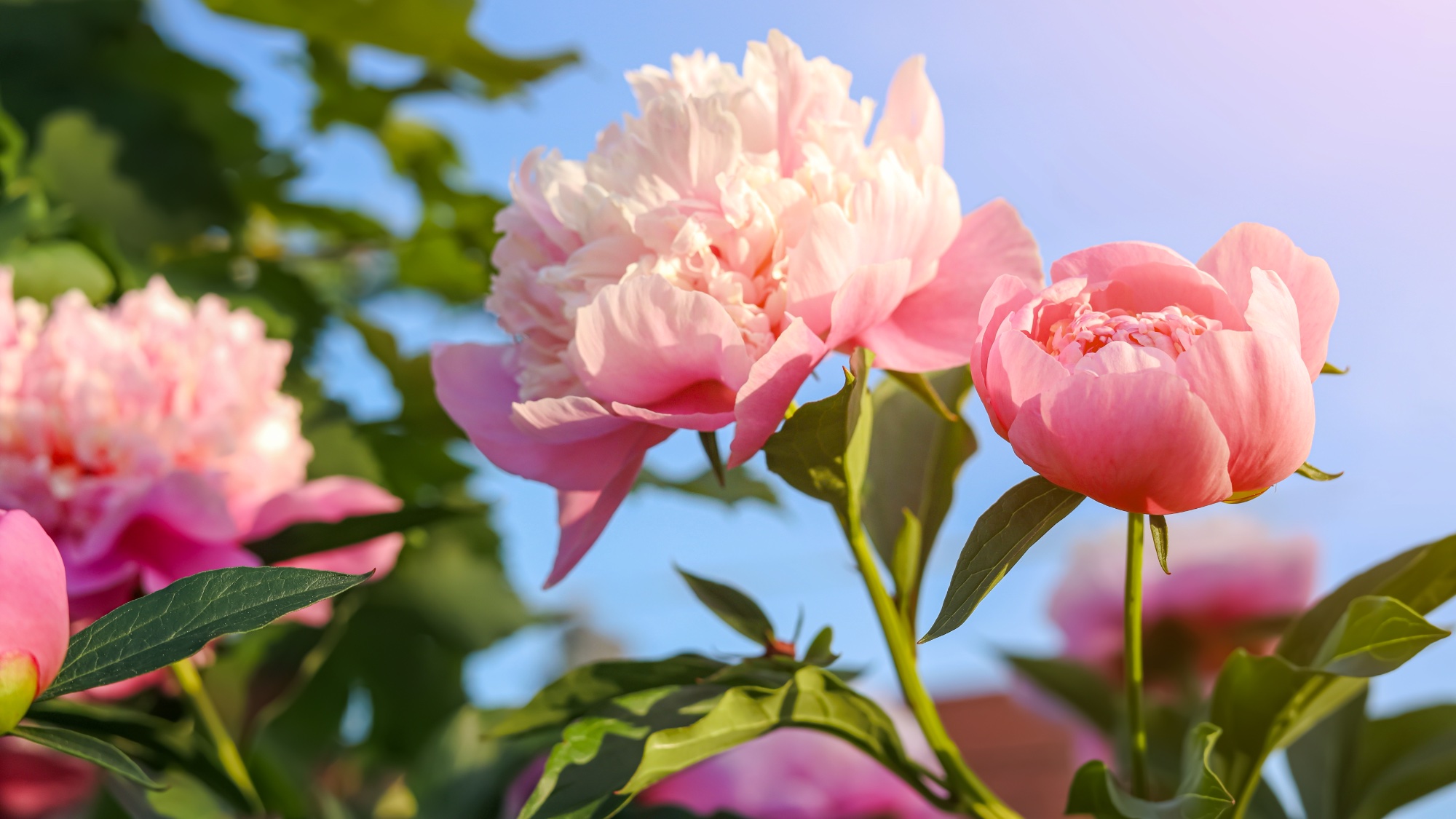 Fleurs de pivoine au soleil