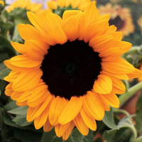 Greed Seed Vincent's Choice Source-tour des graines de tournesol (25 pack) Greed Seed Vincent's Choice Source-tour des graines de tournesol (25 pack)