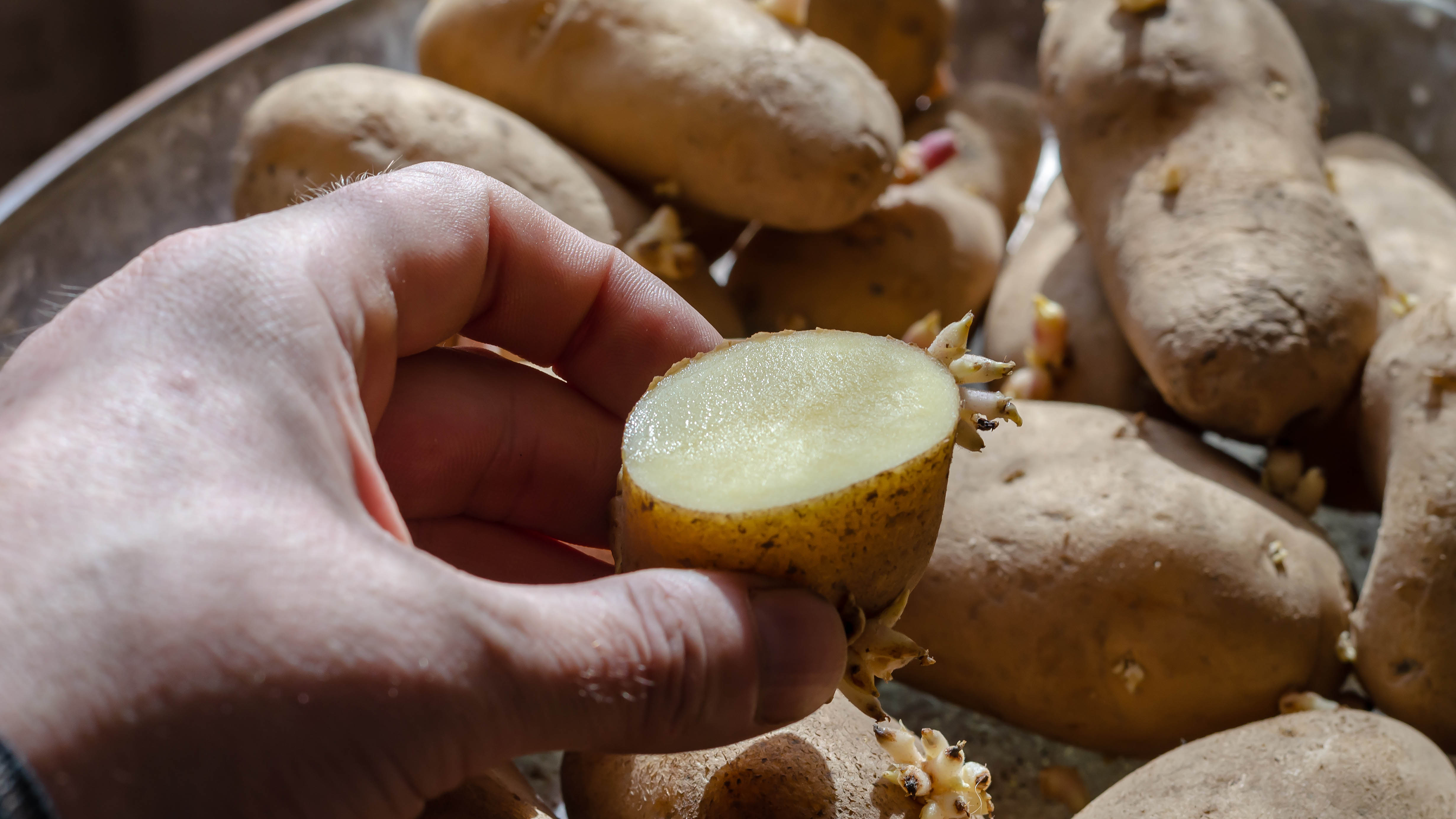 Une pomme de terre de graines coupée en deux pour durcissement, avec d'autres pommes de terre de graines en arrière-plan
