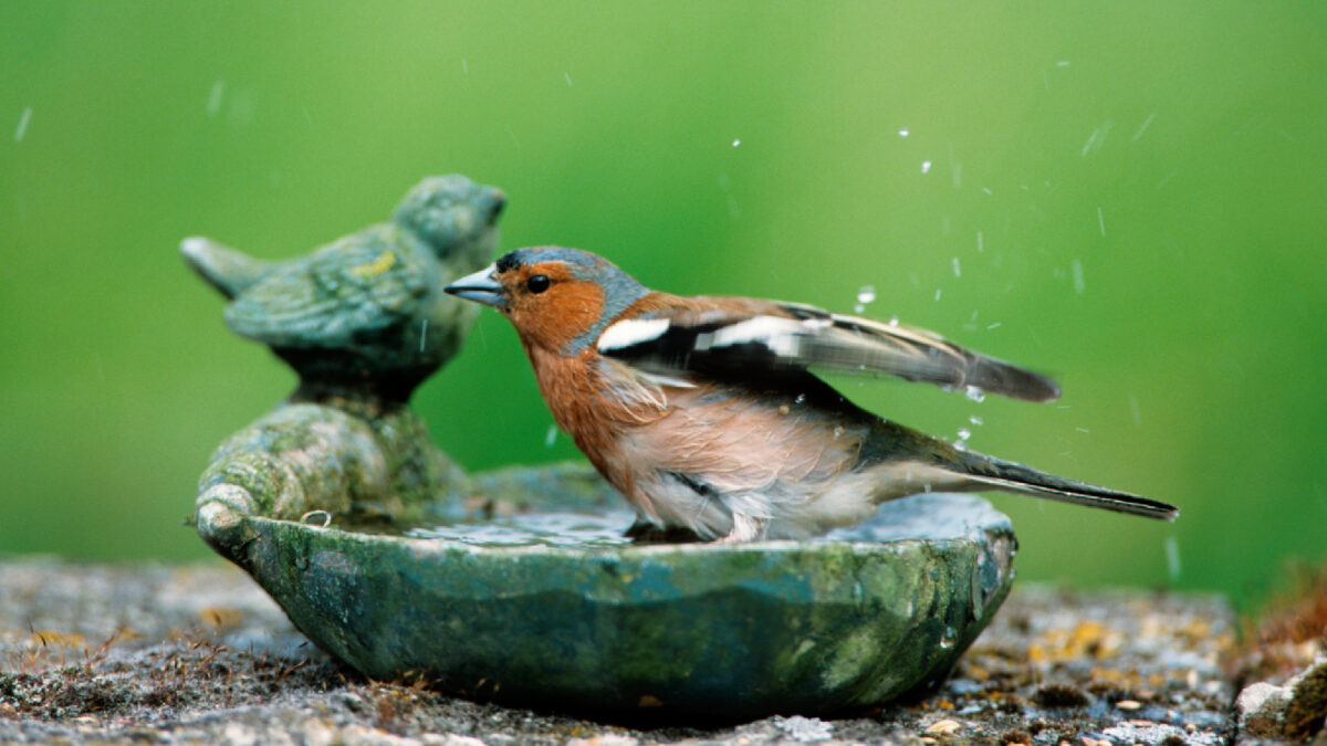 Comment garder votre bain d'oiseaux propre et sans algues – 5 conseils simples image-30073