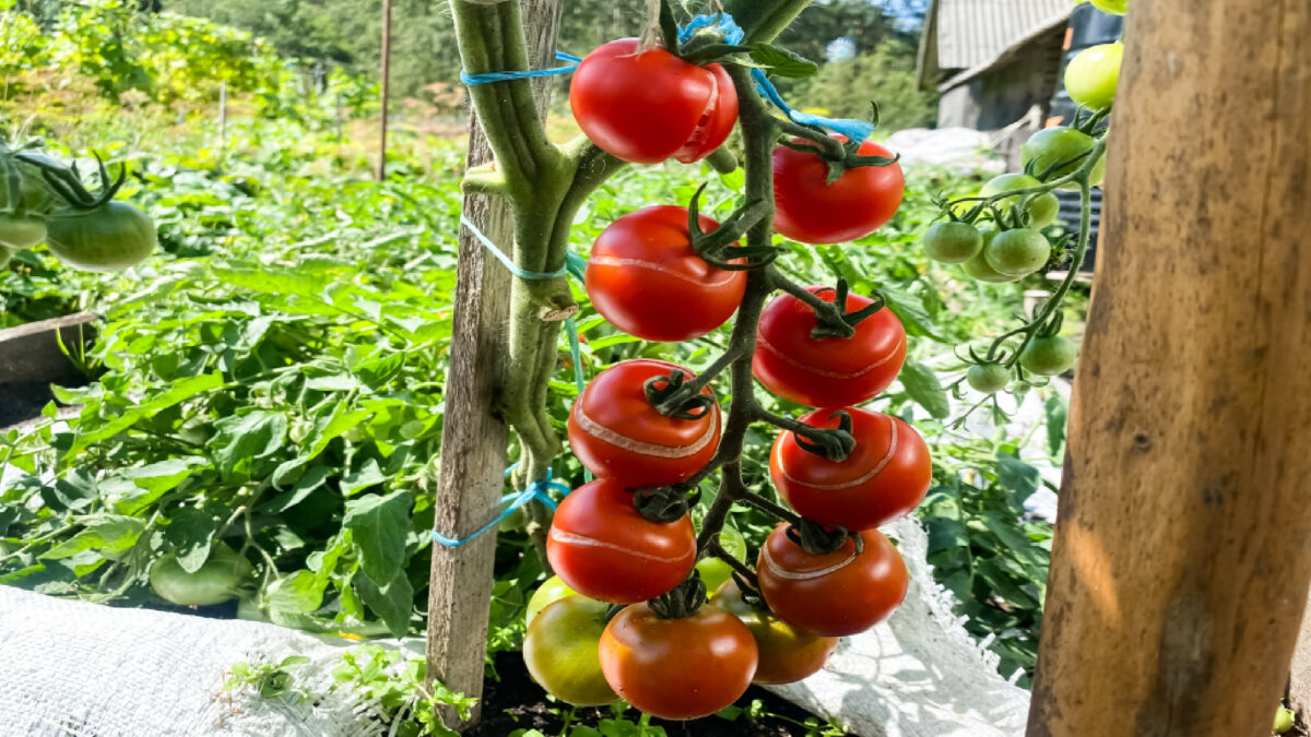 Les jardiniers jurent par cette simple astuce – voici comment sauver rapidement les tomates divisées image-30888