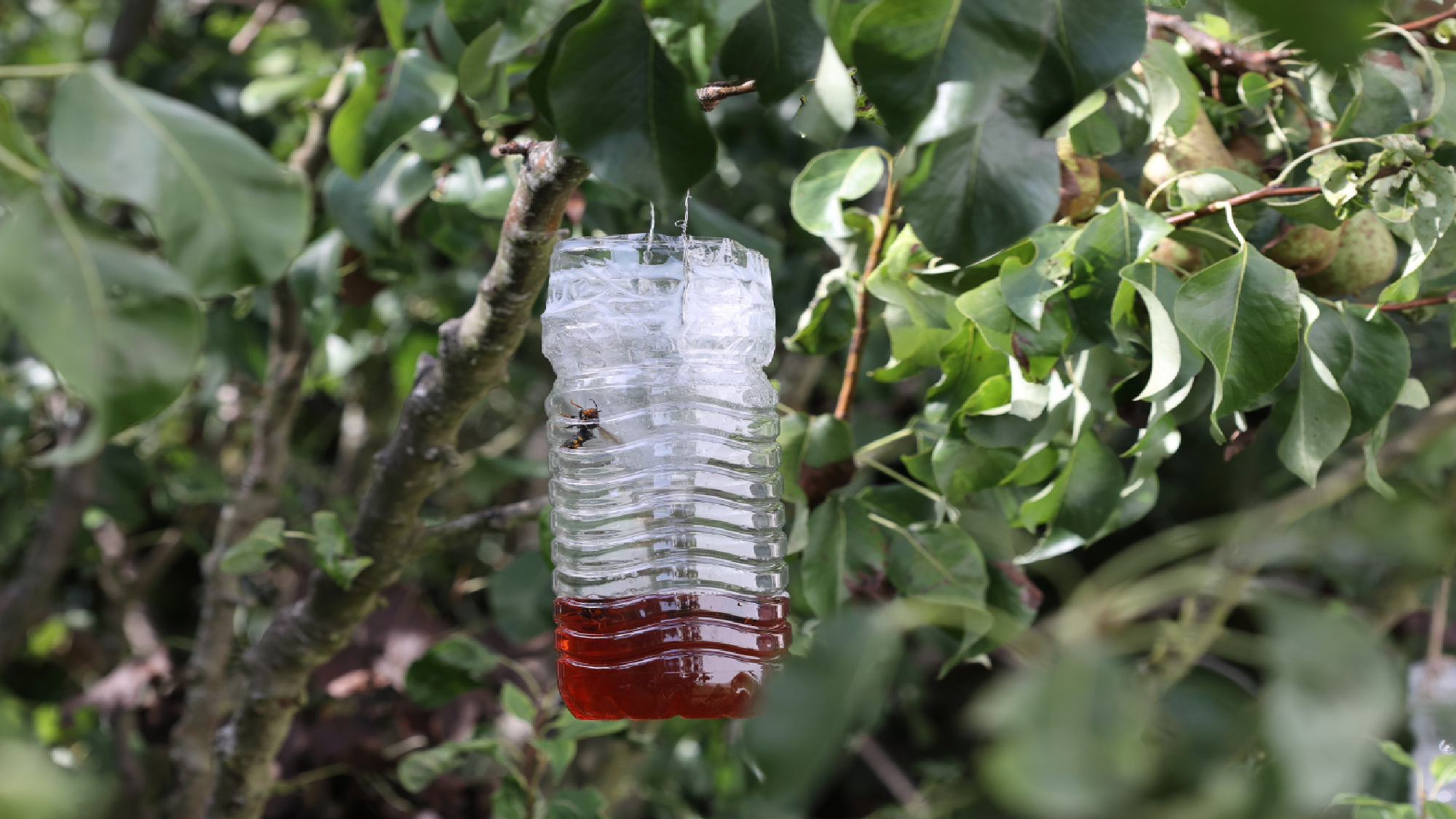 Piège de guêpe suspendu dans l'arbre